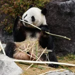 Jepang Resmi Tanpa Panda Kepulangan  Xiao Xiao dan Lei Lei