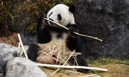 Jepang Resmi Tanpa Panda Kepulangan  Xiao Xiao dan Lei Lei