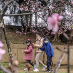 Destinasi Sakura Asia Favorit Wisatawan Indonesia