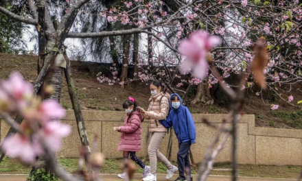 Destinasi Sakura Asia Favorit Wisatawan Indonesia