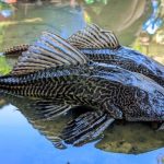Ikan Sapu-Sapu Kuliner Favorit di Amazon Perbedaan Persepsi