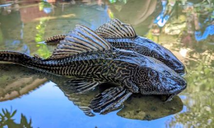 Ikan Sapu-Sapu Kuliner Favorit di Amazon Perbedaan Persepsi