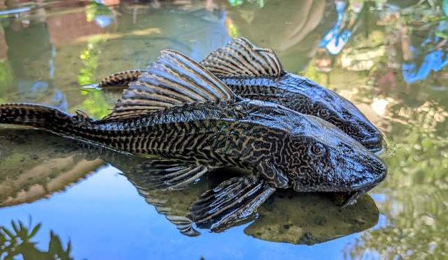 Ikan Sapu-Sapu Kuliner Favorit di Amazon Perbedaan Persepsi