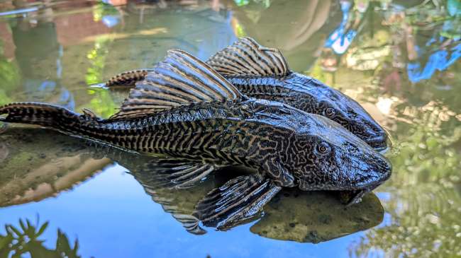 Ikan Sapu-Sapu Kuliner Favorit di Amazon Perbedaan Persepsi
