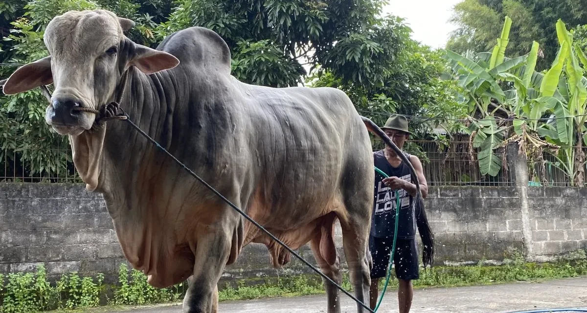 Sapi “Mbah Iran” Bantul Hewan Kurban Presiden Prabowo 2026