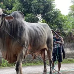 Sapi “Mbah Iran” Bantul Hewan Kurban Presiden Prabowo 2026