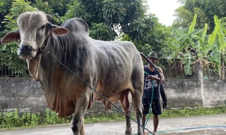 Sapi “Mbah Iran” Bantul Hewan Kurban Presiden Prabowo 2026