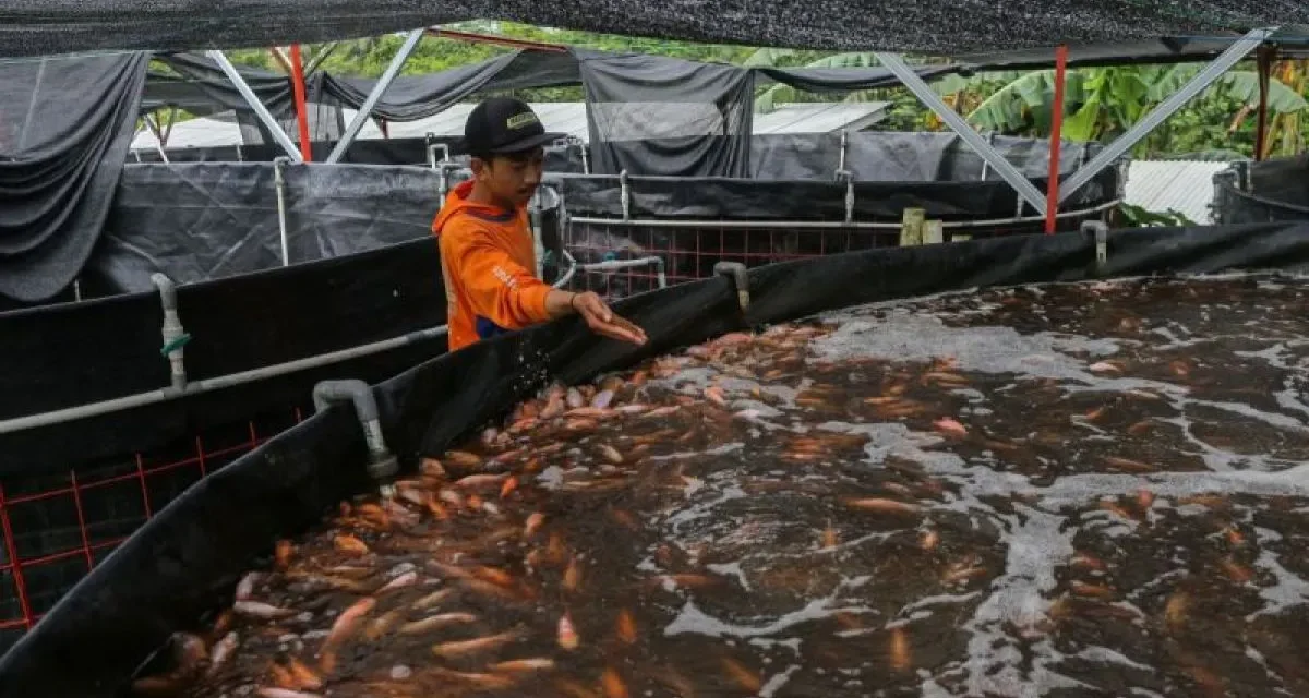 Ikan Nila Indonesia Makin Diminati Dunia, Pasar Amerika Eropa
