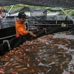 Ikan Nila Indonesia Makin Diminati Dunia, Pasar Amerika Eropa