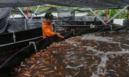 Ikan Nila Indonesia Makin Diminati Dunia, Pasar Amerika Eropa
