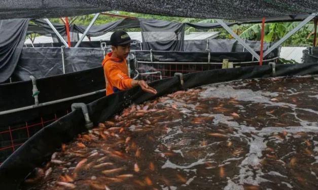 Ikan Nila Indonesia Makin Diminati Dunia, Pasar Amerika Eropa