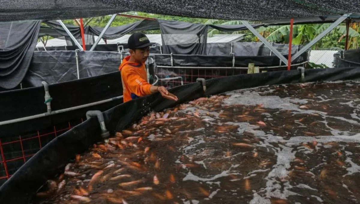 Ikan Nila