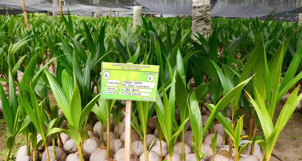 Perkebunan Kelapa Gorontalo Strategi Unggul Hilirisasi Industri