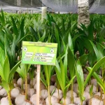 Perkebunan Kelapa Gorontalo Strategi Unggul Hilirisasi Industri
