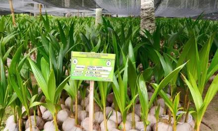 Perkebunan Kelapa Gorontalo Strategi Unggul Hilirisasi Industri