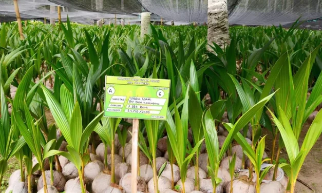 Perkebunan Kelapa Gorontalo Strategi Unggul Hilirisasi Industri