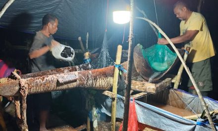 Tradisi Pukul Sagu Morekau, Warisan Leluhur yang Menjaga Ketahanan Pangan
