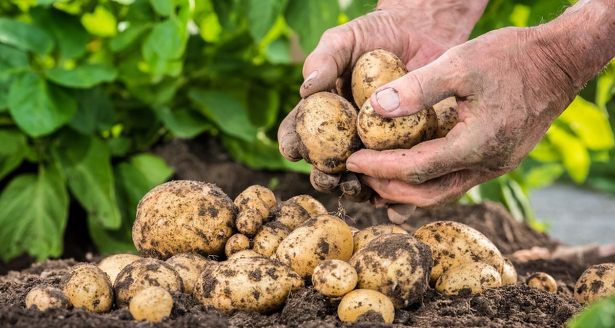 Gelombang Panas Ekstrem Korea Selatan Rusak Panen Kentang hingga Buah