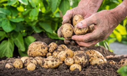 Gelombang Panas Ekstrem Korea Selatan Rusak Panen Kentang hingga Buah